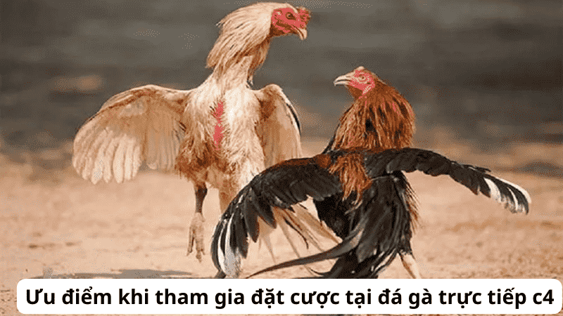 1. Lịch Sử Và Sự Phát Triển Của Đá Gà